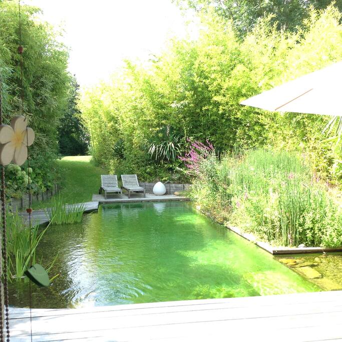 Swimming pond . Clear water filtered by plants
