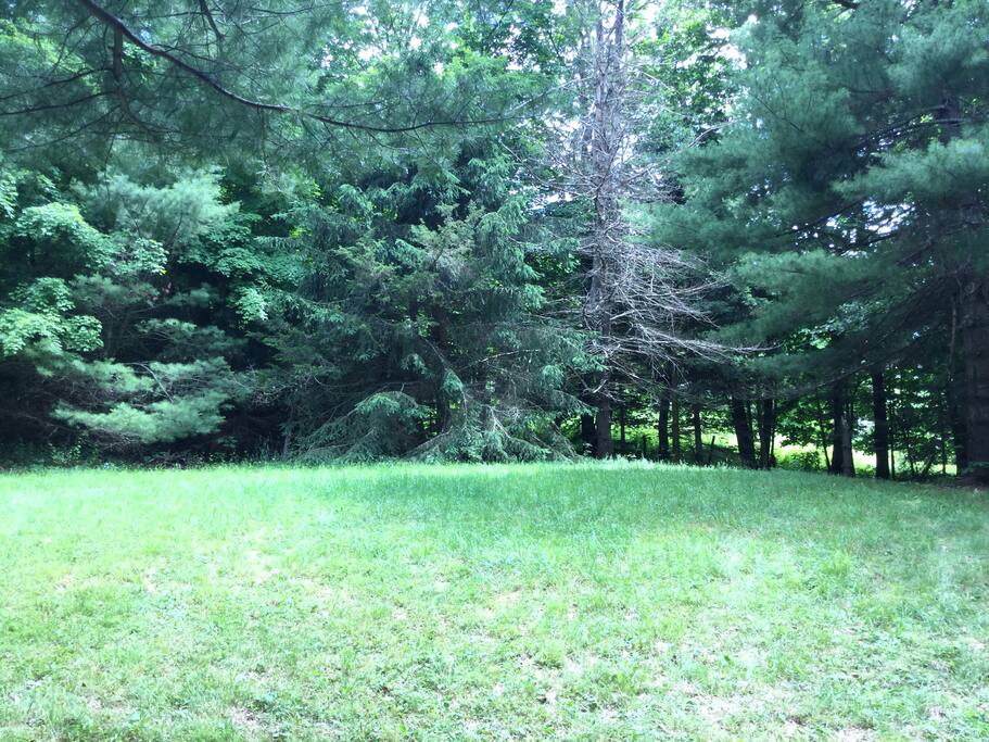 Nice oregano patch.