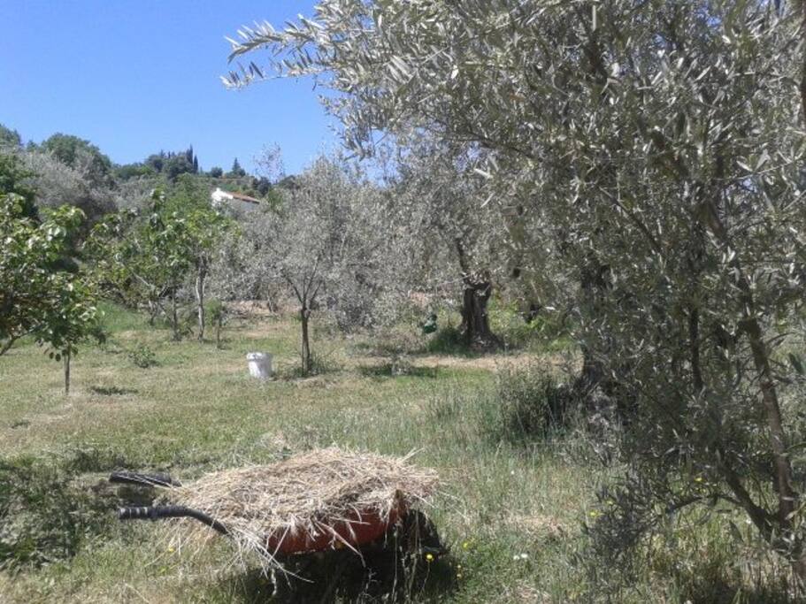 Podras disfrutar de la mejor fruta en nuestros arboles.