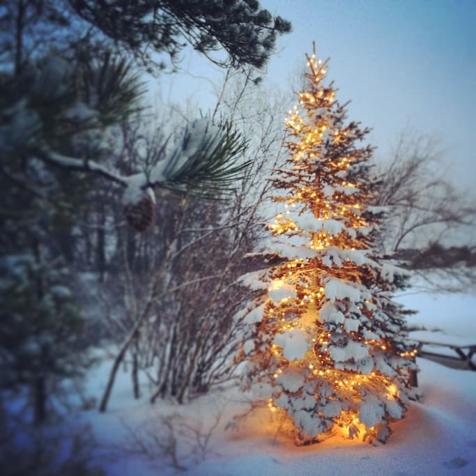 Tree next to the lake all decorated for the season