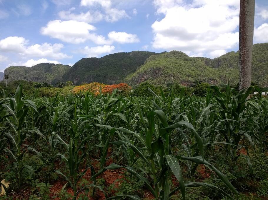Valle de Viñales