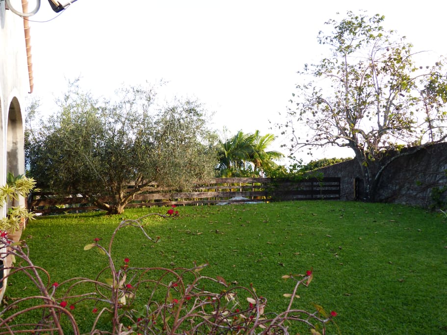 Le jardin verdoyant