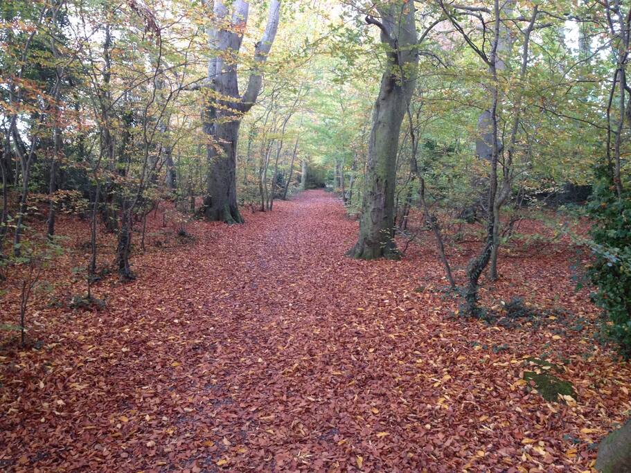 Dunboyne Wood Path