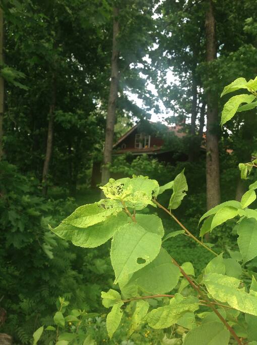 The window will be covered by leaves and trees. Birds are screaming and wind is blowing