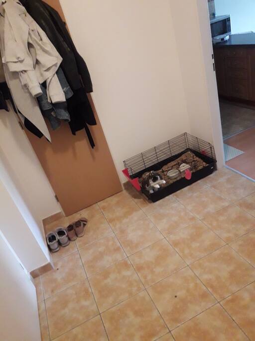 corridor with my rabbit