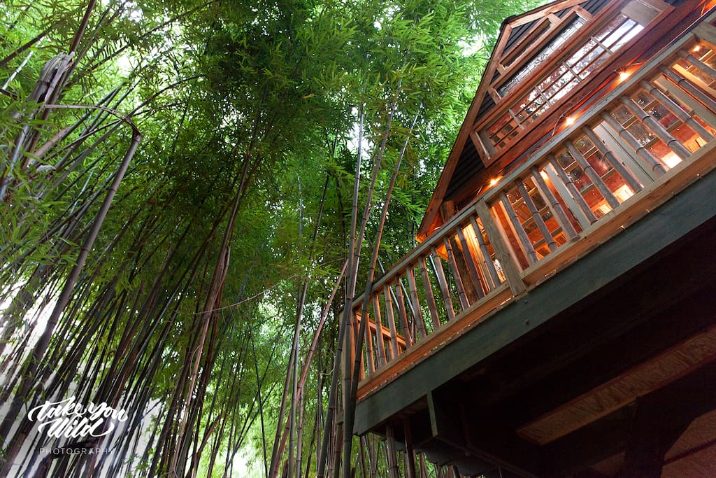Lindsay Appel's gorgeous photo of our treehouse soaring above the bamboo forest.