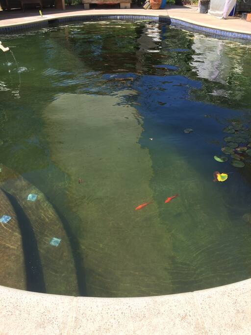 Natural swimming pool