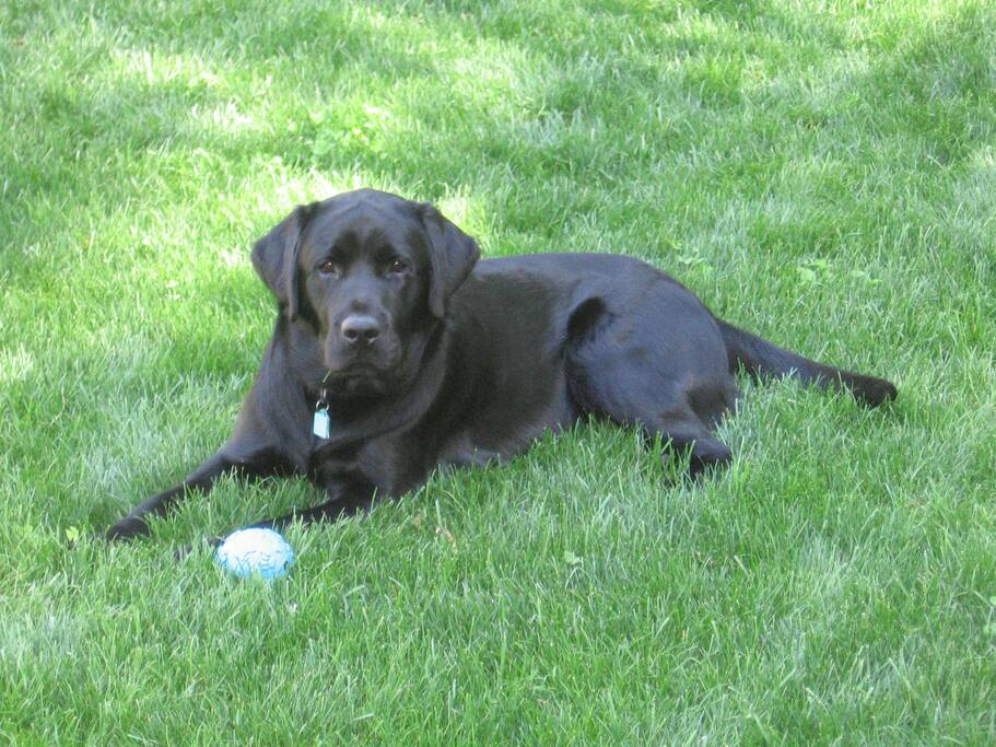 Meet Beau, who will greet you with some kisses and a ball!