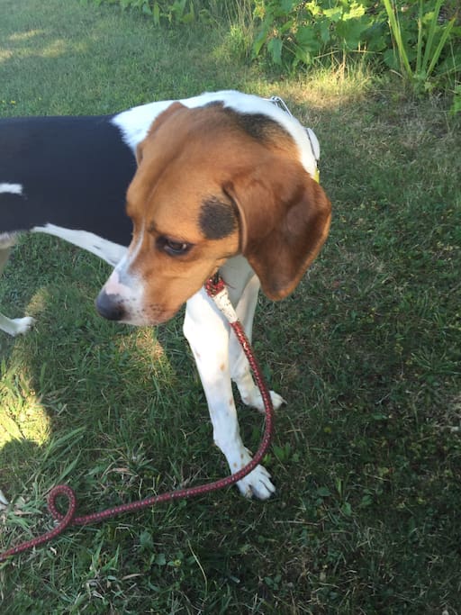 Riley the energetic coonhound puppy.