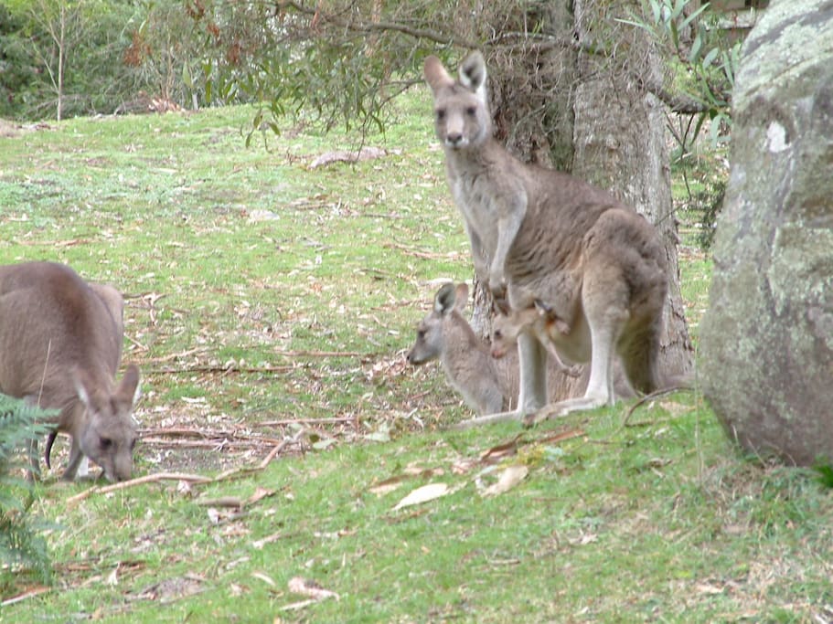 Kangaroos are quite often seen around the house