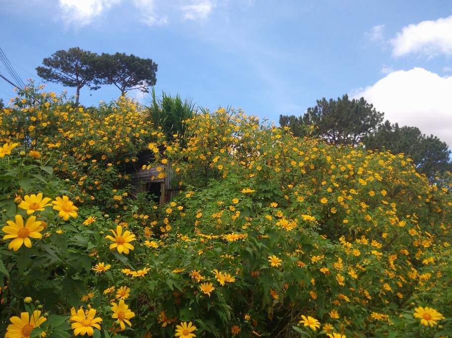 In October-November we'll see a sea of wild sunflower just after opening the door!
