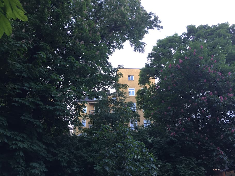 the back of the building, top window is the room:)