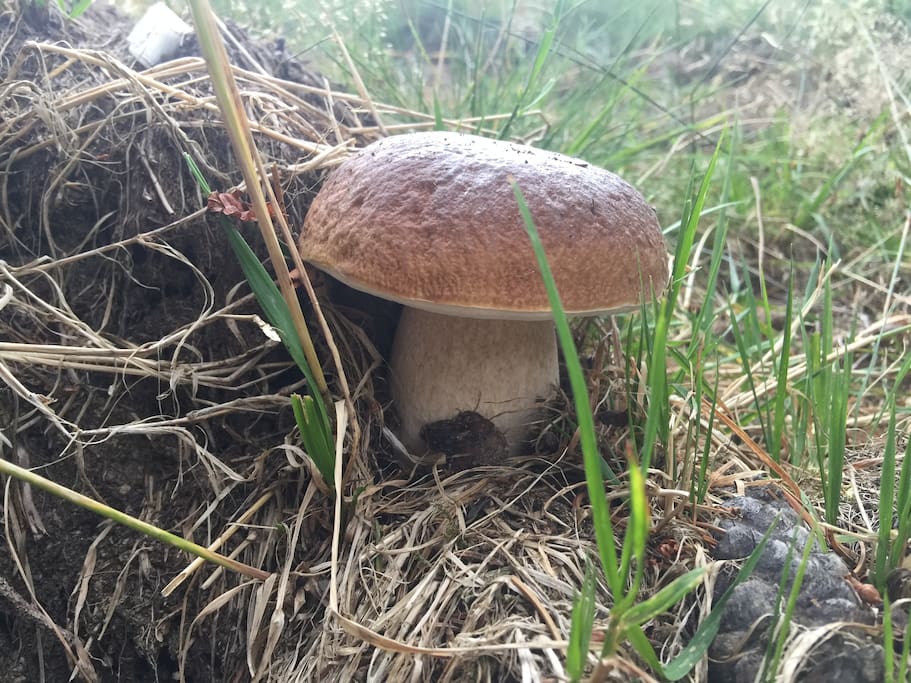 Raccolta funghi nei boschi accanto...