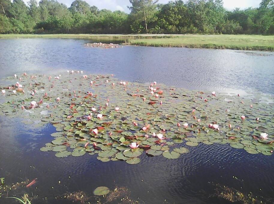 Le lac (5mn à pied)