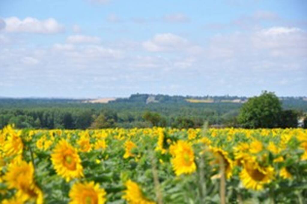 Champ de tournesol