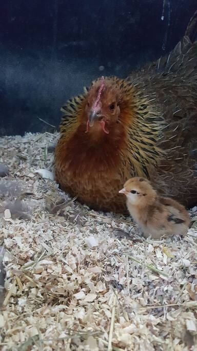 Brand new chicks hatched 6/5/2018