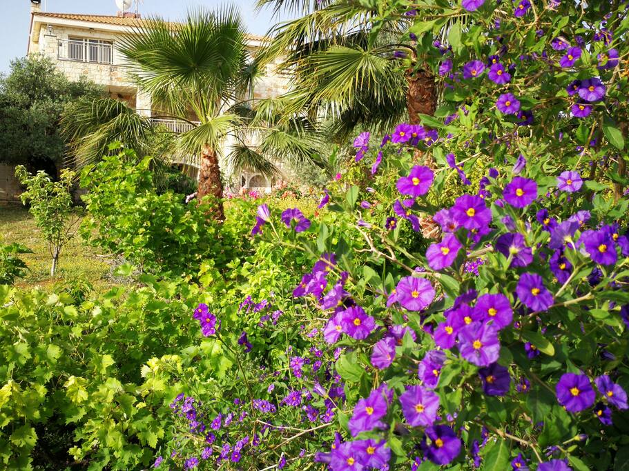 Garden vew