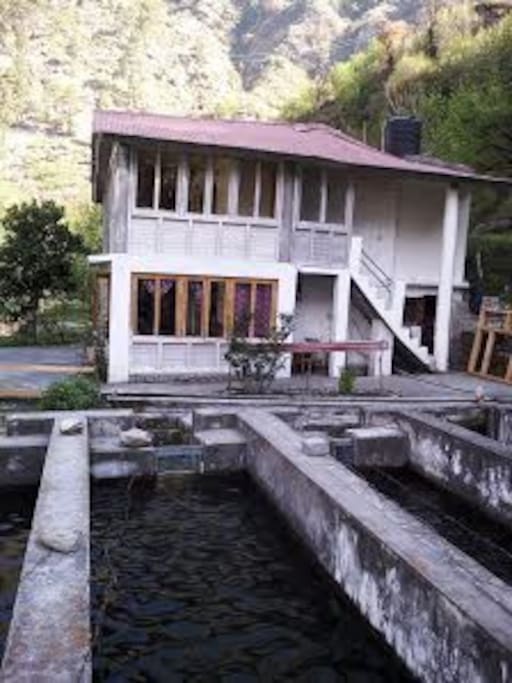 Trout farm around guesthouse.
