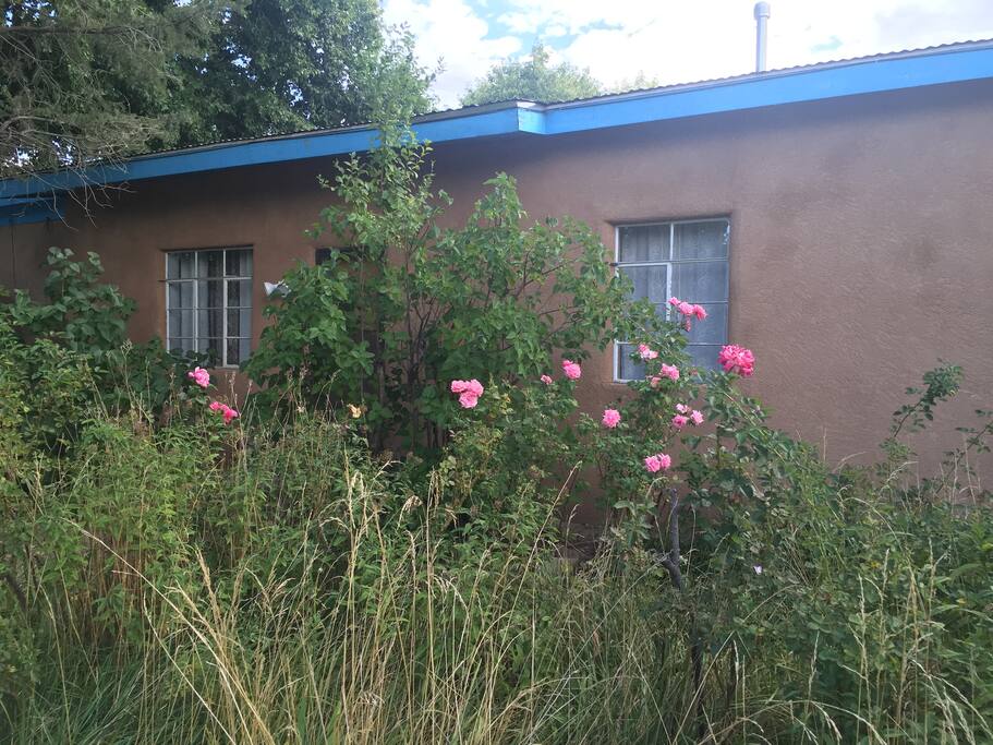 Front of the house and rose garden