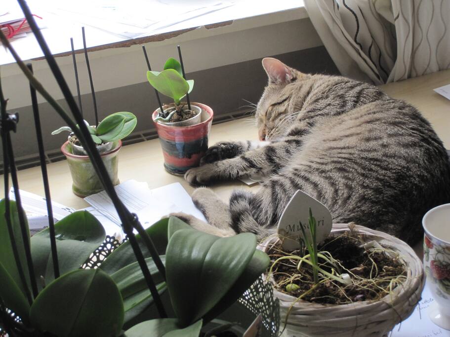 Diego