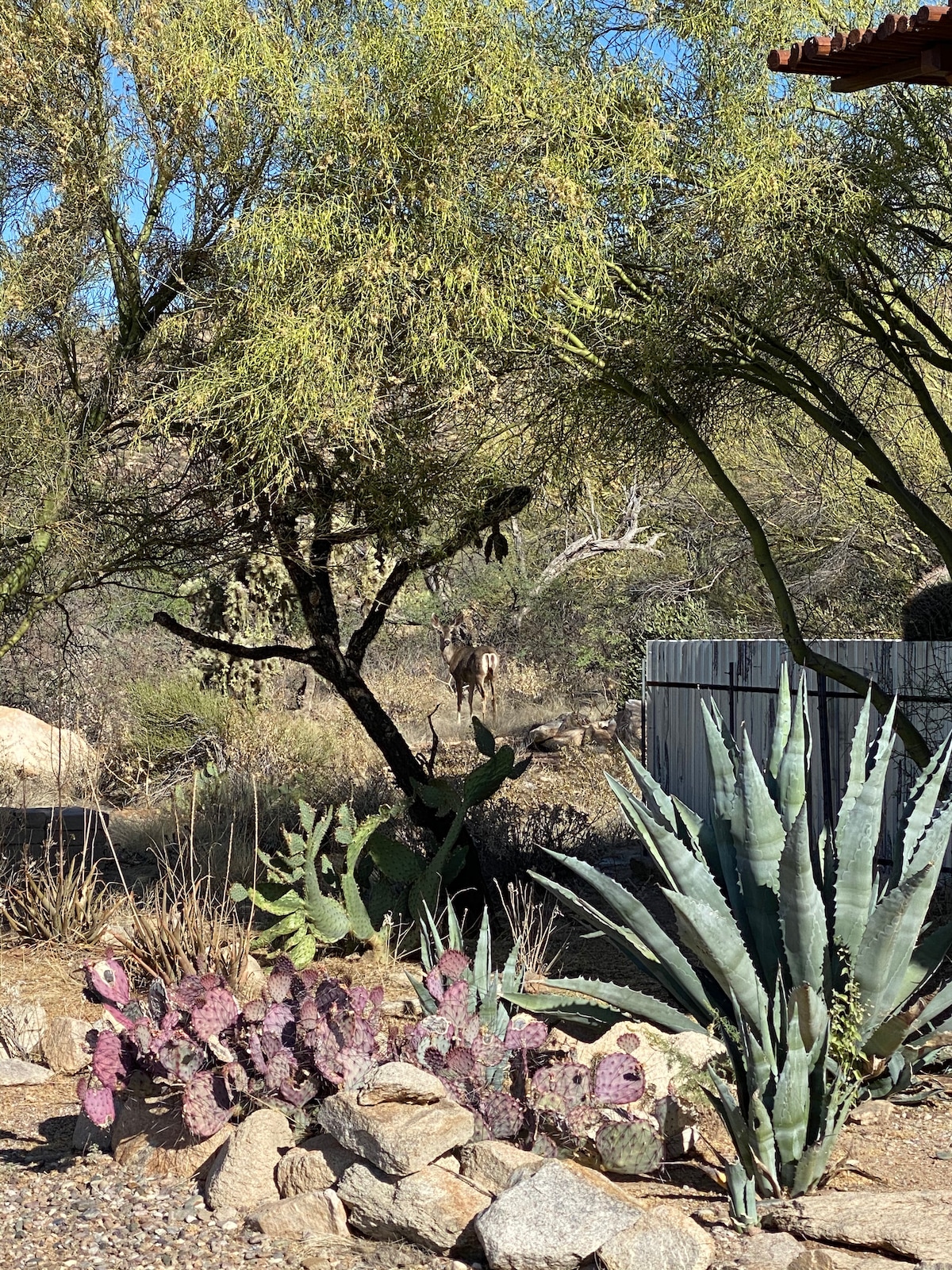 A view of the natural landscape surrounding the property, featuring various desert plants such as cacti and shrubs. A deer is visible among the trees in the background, highlighting the area's wildlife. Sunlight filters through the foliage, creating a serene atmosphere.