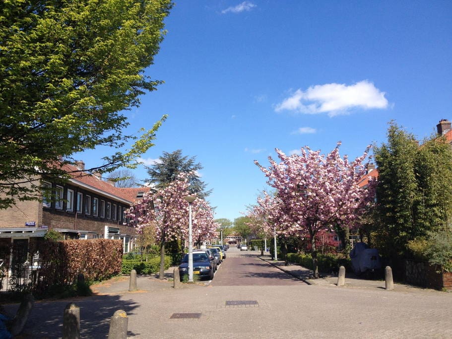 our street in springtime