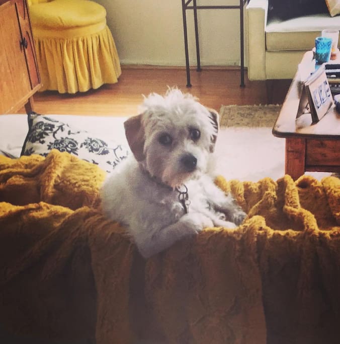 House Mascot Sammi the Dog