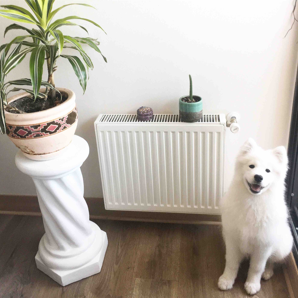 A white Samoyed dog sits next to a vertical radiator, displaying a friendly expression. A potted plant rests on a decorative pedestal nearby, with additional small plants positioned beside it. The warm wooden floor complements the home's cozy ambiance.