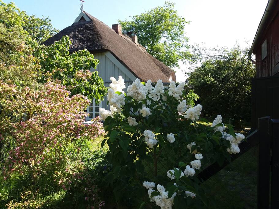 Fischerhaus auf dem Darß mit Garten Häuser zur Miete in Prerow