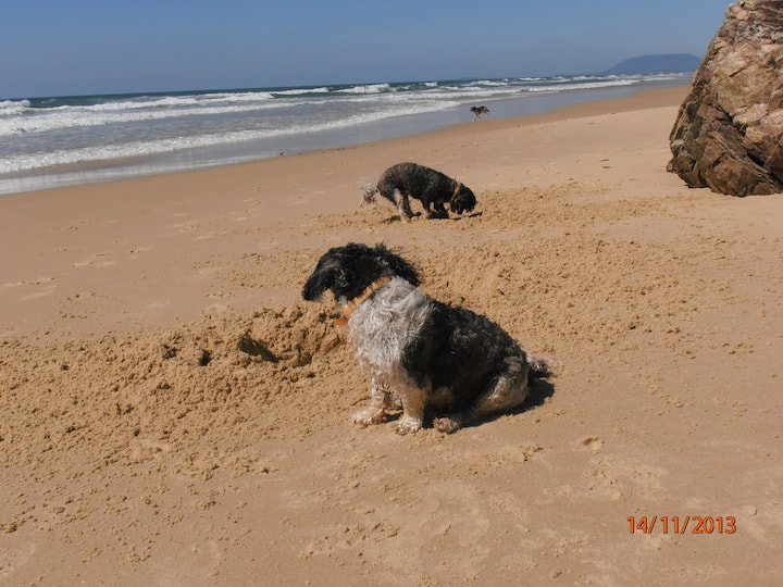 10 Best PetFriendly Airbnbs In Port Macquarie, Australia Updated 2024 Trip101