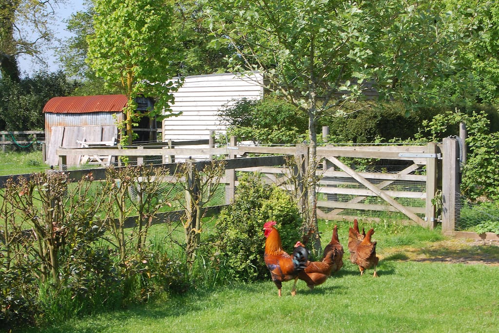 Chickens roaming the garden.