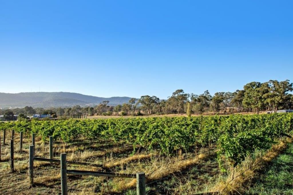 Our vineyard overlooking Mount Alexander