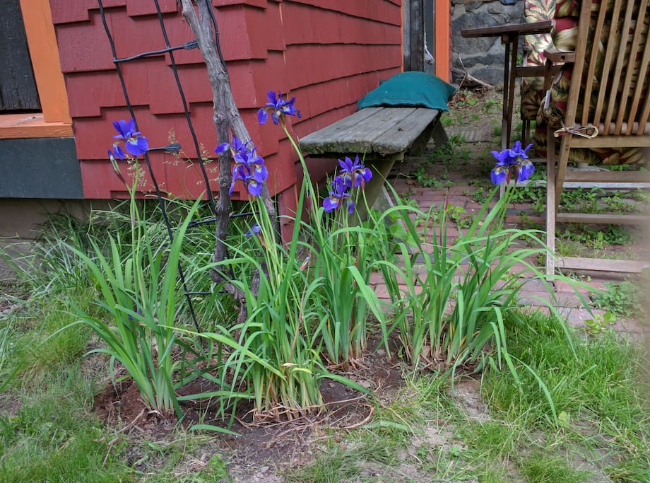 House is surrounded with beautiful flowers