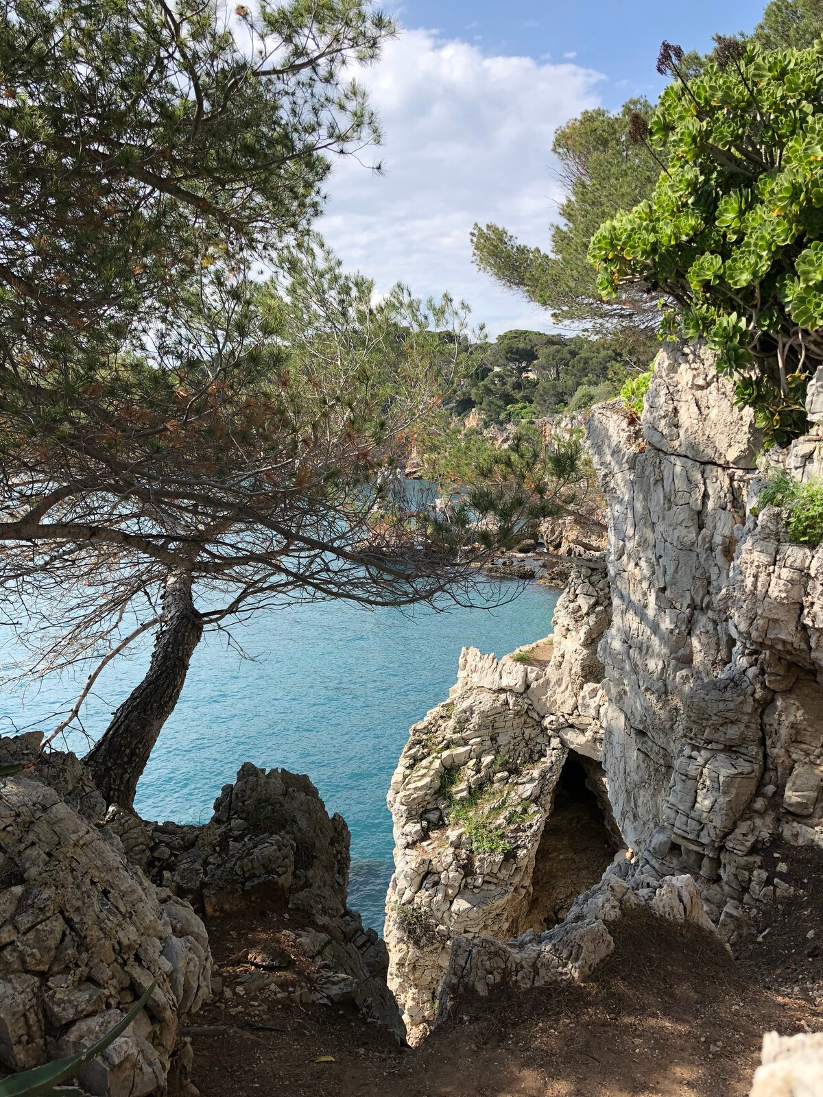 A coastal rocky landscape is observed, featuring cliffs that meet the calm, blue water. Pine trees provide foliage along the edge, while the sunlight illuminates the rocks, revealing textures and forms. The scene conveys a serene and natural environment.