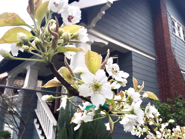 Inspired Hawthorne Craftsman (31+ days)