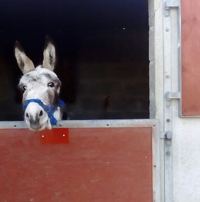 resident donkey Bernard