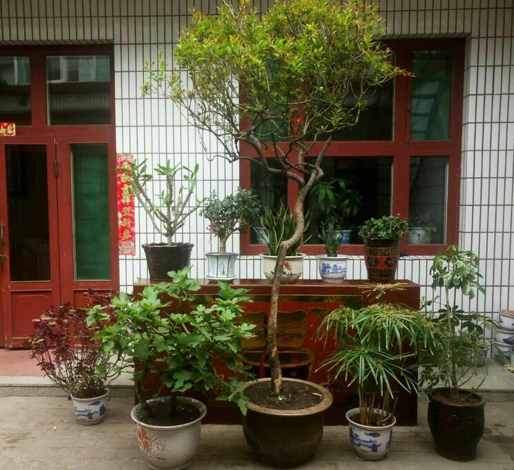 中间呢棵树距今已有100多年的历史 别看它树干很细 但是每年结出的果实在10多颗