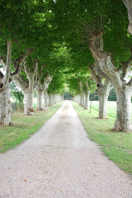 Allée de platane