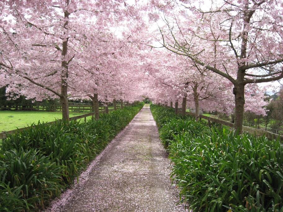 The drive in spring
