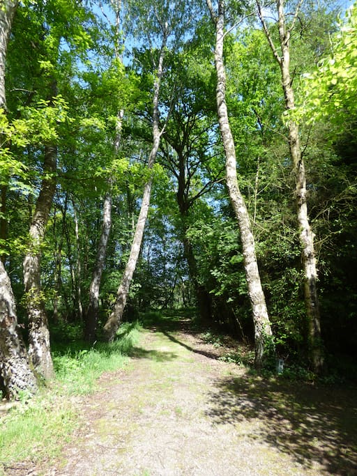 Waldweg zum Feld