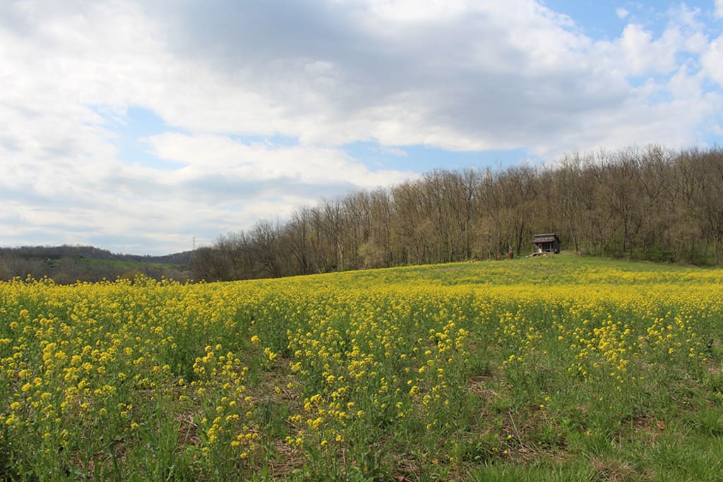 The cabin sits in the woods on the edge of a 40 acre field. There are about 170 total acres for you to explore. Not another house or car in sight! This shot was taken from the banks of Buffalo Creek.