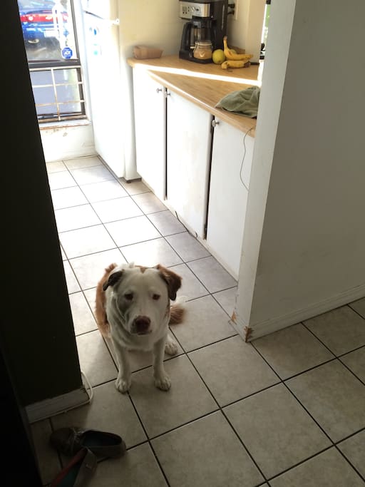 This is Charlie the dog
