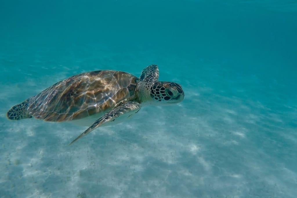 Swim with the turtles in Barbados right opposite the house