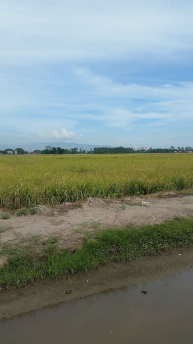Coconut and Paddy fields