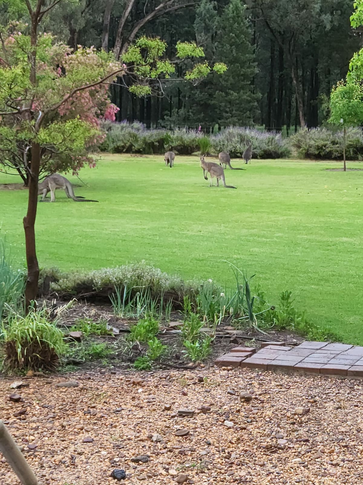A green lawn is populated by several kangaroos grazing peacefully in a natural setting. Surrounding flora includes shrubs and trees, providing a serene backdrop. The area is characterized by a mix of grass and garden features, framed by a stony path leading towards the lawn.