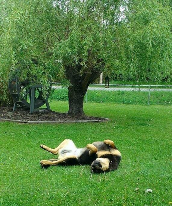 Max..the dog
