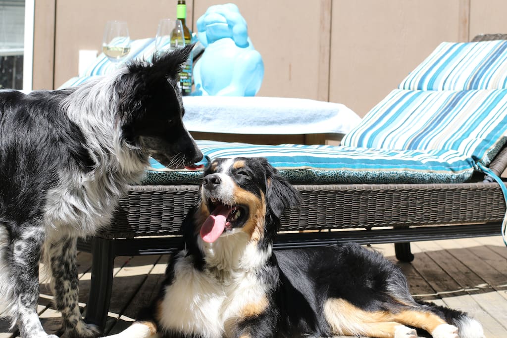 Bohdi and Rocket