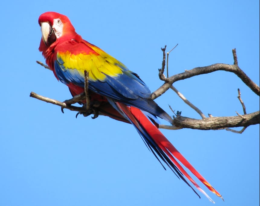 Scarlet macaws abound