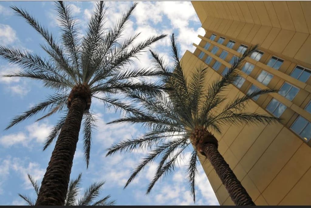 Palm trees give tropical atmosphere