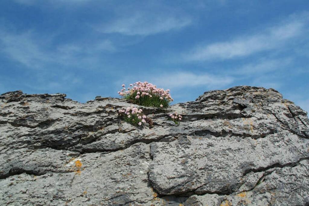 Sea pinks growing
on the Burren limestone rocks